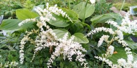 Astilbe simplicifolia 'White Sensation'